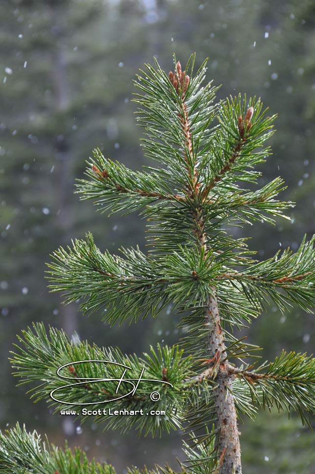Yosemite Photos                                                                        This image is available for purchase in print with or without framing, in gallery canvas or digital format. If you are interested, please include the file name(s) in an email.                                               Please just ask... 